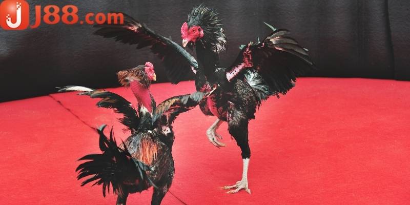 Người chơi cảm nhận được sự phấn khích và hồi hộp