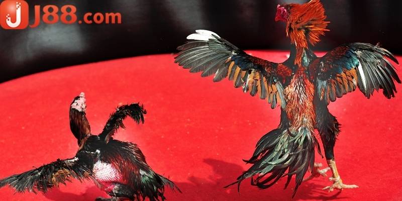 Trận giải đấu của đá gà J88 mang đến trải nghiệm cao cấp